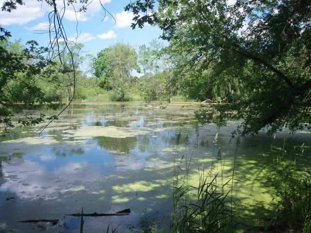 A pond covered in green algae is surrounded by trees and grasses.