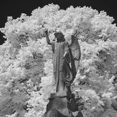 A statue of an angel stands before a large tree with dense foliage.