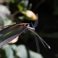 A dragonfly rests on a green leaf against a dark background.
