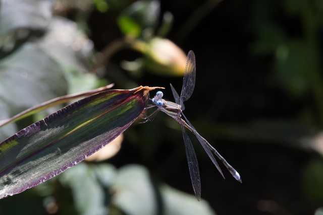 A dragonfly rests on a green leaf against a dark background.