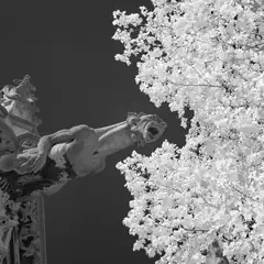 A stone gargoyle protrudes from an ornate building, with a bright white tree in the background.