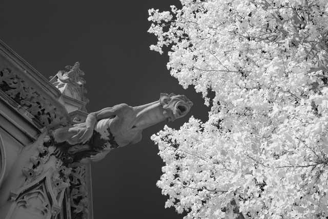 A stone gargoyle protrudes from an ornate building, with a bright white tree in the background.