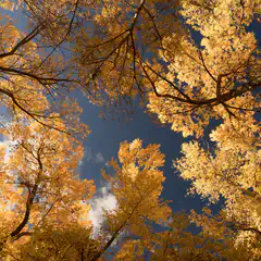 A canopy of yellow leaves against a blue sky with clouds.