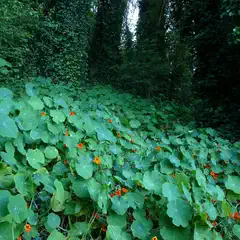 A lush garden overgrown with green foliage and scattered orange flowers, surrounded by dense ivy-covered trees.