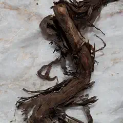 A twisted brown root lies on a white rock surface, possibly quartz or marble.