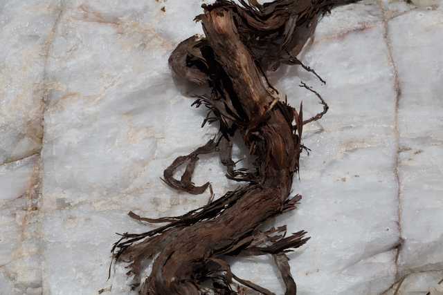A twisted brown root lies on a white rock surface, possibly quartz or marble.