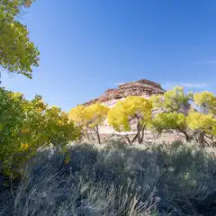 An arid landscape featuring vibrant yellow trees set against a rugged hill and clear blue sky.