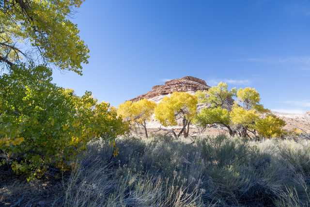An arid landscape featuring vibrant yellow trees set against a rugged hill and clear blue sky.