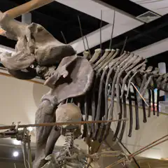 A large fossilized skeleton of a mammoth is on display in a museum exhibit. A human skeleton is posed throwing a spear at the mammoth.