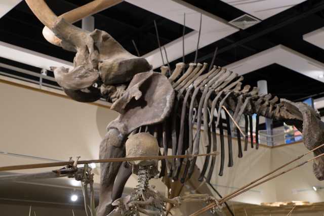A large fossilized skeleton of a mammoth is on display in a museum exhibit. A human skeleton is posed throwing a spear at the mammoth.