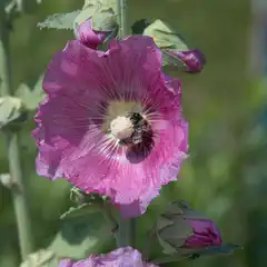 A pink flower contains a honey bee on its stamen, with several unopened buds and green foliage visible around it.