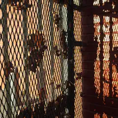 A metal fence with shadows of leaves on a brick wall.
