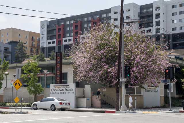 A tree with pink blossoms stands on a city street corner, near a building with a sign that reads "Chinatown Branch" and a car parked in front of it.