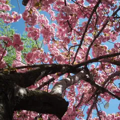 A tree branch filled with pink blossoms, viewed from below on a sunny day.