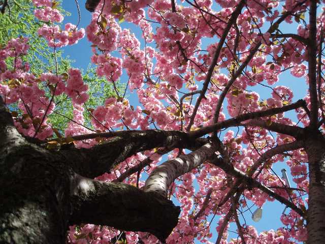 A tree branch filled with pink blossoms, viewed from below on a sunny day.