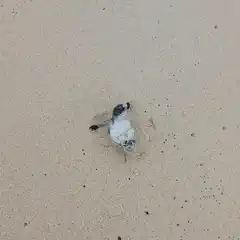A small sea turtle hatchling emerges from the sand on a beach.