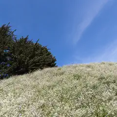 A hillside covered in white flowers contrasts with a dark evergreen tree and a clear blue sky.