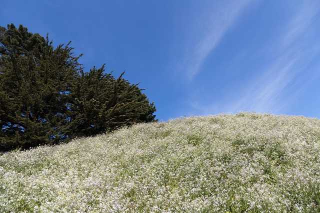 A hillside covered in white flowers contrasts with a dark evergreen tree and a clear blue sky.