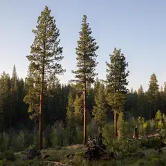 A group of tall, slender pine trees with reddish-brown bark and green needles, standing in a forested area under a clear blue sky.