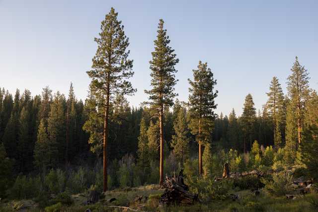 A group of tall, slender pine trees with reddish-brown bark and green needles, standing in a forested area under a clear blue sky.