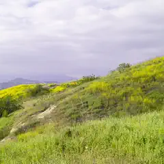 A hillside covered with green and yellow wildflowers under a partly cloudy sky.