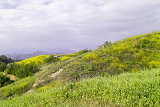 A hillside covered with green and yellow wildflowers under a partly cloudy sky.