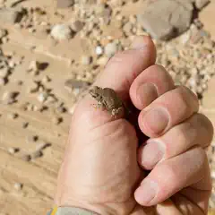 An outstretched hand cradles a small frog on its fingertips, set against a backdrop of pebbles and dirt.