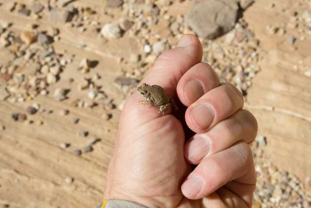 An outstretched hand cradles a small frog on its fingertips, set against a backdrop of pebbles and dirt.