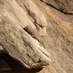 A small lizard is perched on a rock, blending into its surroundings.