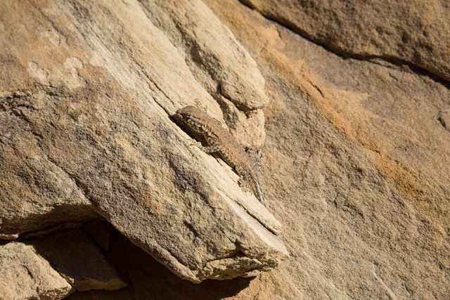 A small lizard is perched on a rock, blending into its surroundings.