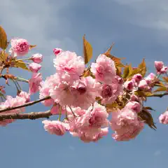 A branch displays numerous pink blossoms and small green leaves against a blue sky.