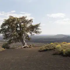A solitary tree stands on a barren, blackened landscape with distant mountains and a clear sky.