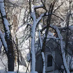 A house with gray siding and a white door is visible through snow-covered trees.