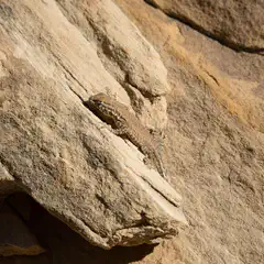A small lizard is perched on a rock, blending into its surroundings.