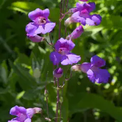 A cluster of purple flowers with long stems and delicate petals set against a blurred green background.