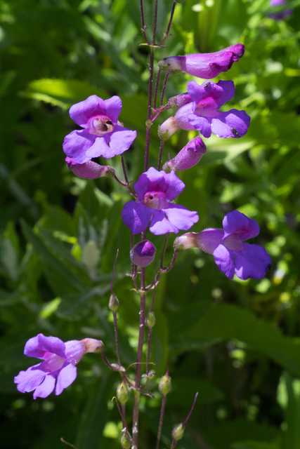 A cluster of purple flowers with long stems and delicate petals set against a blurred green background.