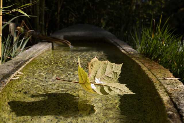 An autumn leaf floats on the surface of a shallow stone basin filled with water.