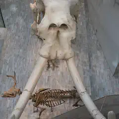 A large, well-preserved mammoth skeleton on display at a museum, with its tusks prominently visible and other skeletal remains nearby.