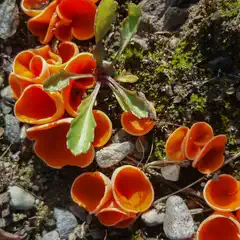 Orange cup-shaped fungi growing on rocks with green moss and small plants.