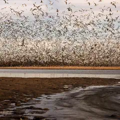 A large flock of birds fills the sky above a body of water.