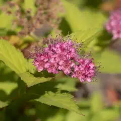 A cluster of small pink flowers with dark centers and thin white stamens grows among broad green leaves.