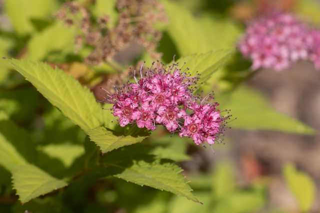 A cluster of small pink flowers with dark centers and thin white stamens grows among broad green leaves.