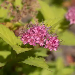 A cluster of small pink flowers with dark centers and thin white stamens grows among broad green leaves.