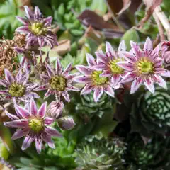 A cluster of pink star-shaped flowers grows among tightly packed green succulent leaves.