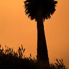 A palm tree rises above a shrubbery-covered hillside against an orange sky.