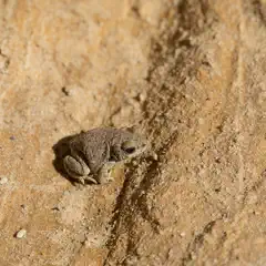 A tiny frog sits on a sandy rock face, blending into the natural surroundings.