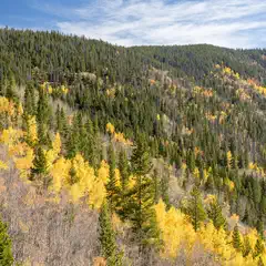 A mountain range is covered in trees with vibrant yellow foliage and green pine trees.