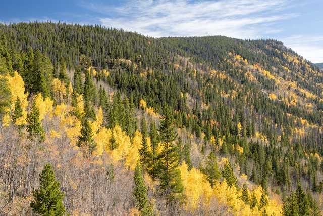 A mountain range is covered in trees with vibrant yellow foliage and green pine trees.