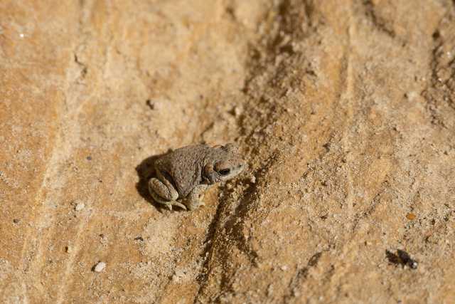 A tiny frog sits on a sandy rock face, blending into the natural surroundings.