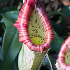 A pitcher plant displays a green and red interior and a flared, ridged lip.